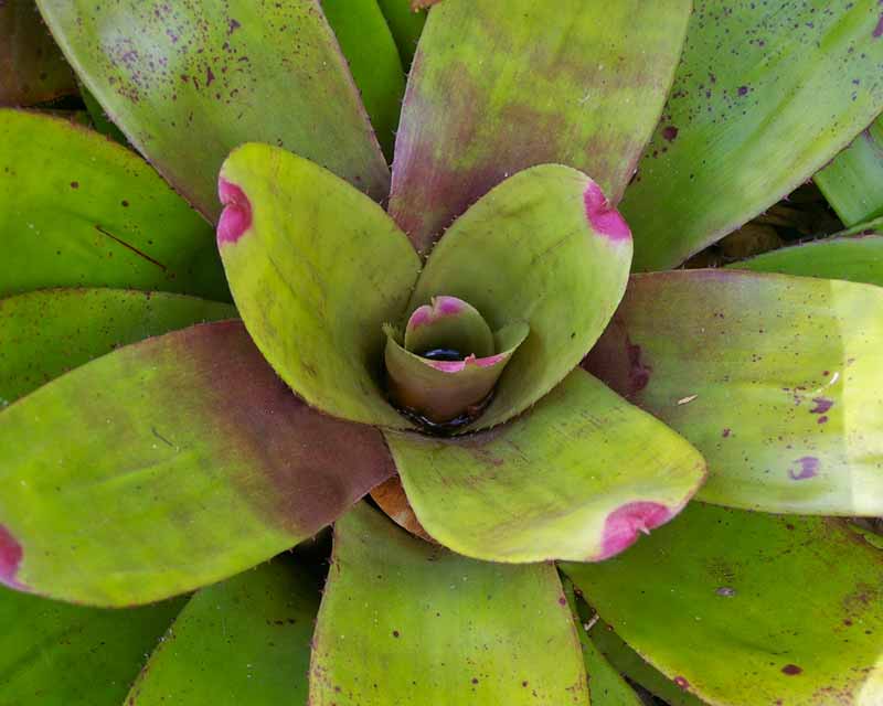 Neoregelia - Fiesta  has broad strap, mid green leaves with pink tips